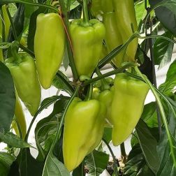 O&aacute;zis Garam paprika pal&aacute;nta 10,5 cm-es cser&eacute;pben