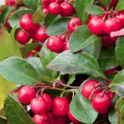 Gaultheria fajdbogy&oacute; 13 cm-es cser&eacute;pben