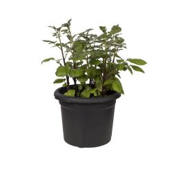 Elho Green Basics Burgonyatermesztő cserép, 33 CM