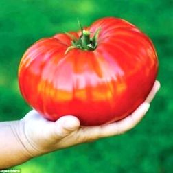O&aacute;zis Gigantomo paradicsom pal&aacute;nta 12 cm-es cser&eacute;pben