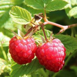 Oázis málna - Ribes idaeus "Glen Ample" - konténeres, tüskétlen, ízletes fajta c2 40/50