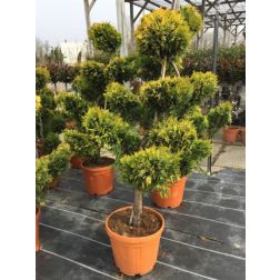 Cupr.ley."Gold Rider" CLT25 BONSAI leylandi ciprus