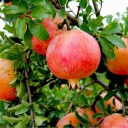 Punica granatum L. "Rugalate" gr&aacute;n&aacute;talma balkon gy&uuml;m&ouml;lcsfa