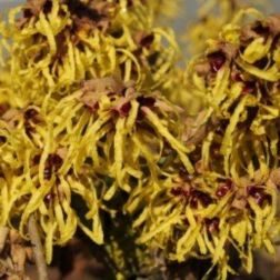 Varázsmogyoró Hamamelis Mollis Pallida CLT10