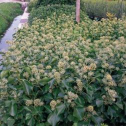 Hedera he."Arborescens" CLT10