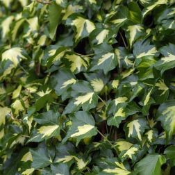 Hedera he."Goldheart" CLT5