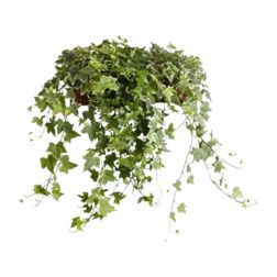 Hedera helix - Közönséges borostyán szobanövény 12 cm-es cserépben