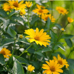 O&aacute;zis Napszemvir&aacute;g - Heliopsis helianthoides 19 cm-es cser&eacute;pben