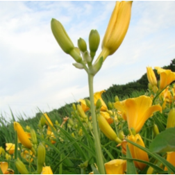 Hemerocallis "Stella de Oro" &eacute;velő s&aacute;sliliom 9 cm cser&eacute;pben