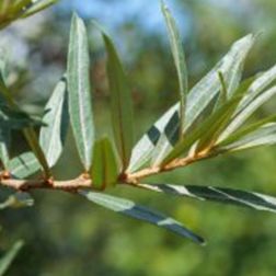 O&aacute;zis porz&oacute;s homokt&ouml;vis - Hippophae rhamnoides "Pollmix" - kont&eacute;neres, a "Leikora" porz&oacute;ja c2 40/50