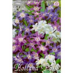 Chionodoxa mixed vegyes színű hófény virághagyma 10 darab