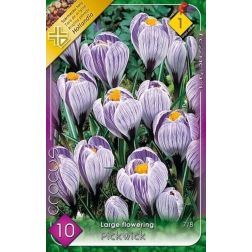 Crocus vernus pickwick lila-fehér nagyvirágú krókusz virághagyma 8 darab