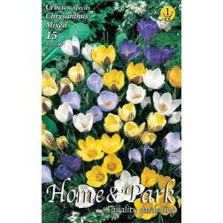 Crocus botanical mixed vegyes színű botanikai krókusz virághagyma 10 darab
