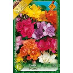 Freesia double mixed vegyes színű teltvirágú frézia virághagyma 10 darab