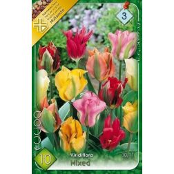 Tulipa viridiflora mixed vegyes színű viridiflóra tulipán virághagyma 8 darab