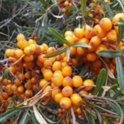 O&aacute;zis termős homokt&ouml;vis - Hippophae rhamnoides "Leikora" - kont&eacute;neres, narancss&aacute;rga gy&uuml;m&ouml;lcs&ouml;k c2 40/50