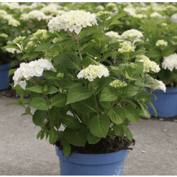 HYDRANGEA ENDLESS SUMMER (R)THE BRIDE CLT. 10 Hortenzia