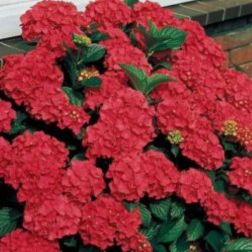 Hydrangea macrophylla hortenzia 22 cm