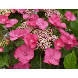 HYDRANGEA MACROPHYLLA ZORRO ROSA (R) CLT. 10 Hortenzia