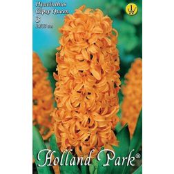 Hyacinthus gipsy queen narancssárga jácint virághagyma 3 darab