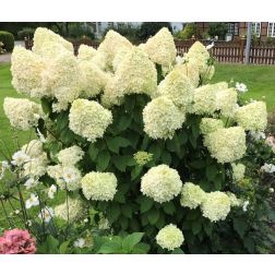 Hydrangea pan."Limelight" CLT10
