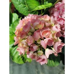 HYDRANGEA MACR. PINK SENSATION (R) CLT. 10 hortenzia