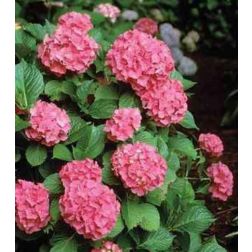 HYDRANGEA MACROPHYLLA ZAFFIRO CLT. 10 Hortenzia