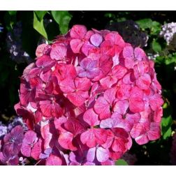 Hydrangea serrata "Preziosa" CLT10