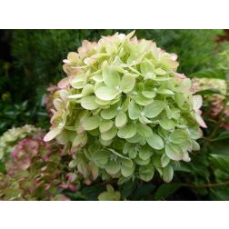 HYDRANGEA PANICULATA LITTLE LIME (R) CLT. 10 Hortenzia