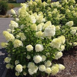 HYDRANGEA PANICULATA PINK LADY  CLT. 10  Hortenzia