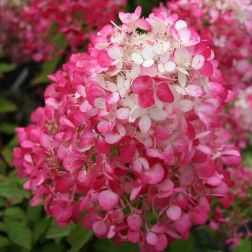 HYDRANGEA PANICULATA DIAMANT ROUGE (R) CLT. 10 Hortenzia