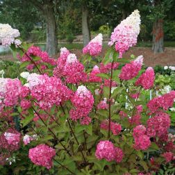 Hydrangea paniculata bugás hortenzia több színben 23 cm-es cserépben