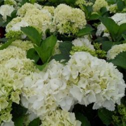 Hydrangea macr."Schneeball" CLT10