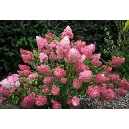HYDRANGEA PANICULATA SUNDAE FRAISE (R) CLT. 10 Hortenzia