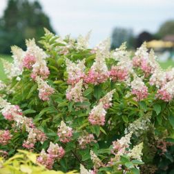 HYDRANGEA PANICULATA PINKY WINKY (R) CLT. 10 Hortenzia