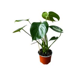 Monstera szobanövény 12 cm-es cserépben