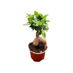 Bonsai szobanövény 12 cm-es cserépben