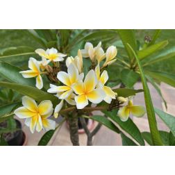 Plumeria frangipáni  több színben 17 cm-es cserében