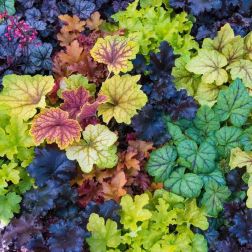 Heuchera tűzeső évelő növény, többféle 12 cm-es cserépben