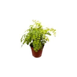 Adiantum peruvianum perui fodorka szobanövény 12 cm-es cserépben