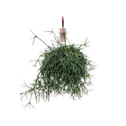 Rhipsalis korallkaktusz szobanövény 21 cm-es akasztós cserépben