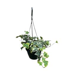Hedera helix borostyán szobanövény 15 cm-es akasztós cserépben