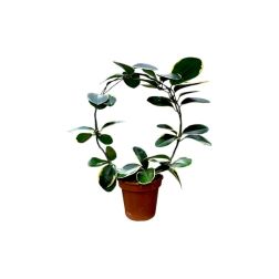 Hoya australis szoban&ouml;v&eacute;ny 12 cm-es cser&eacute;pben