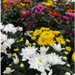 Chrysanthemum Krizantém 12 cm-es cserépben vegyes színekben