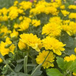 őszi krizant&eacute;m (Chrysanthemum), 10 cm-es cser&eacute;pben, s&aacute;rga