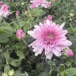 őszi krizant&eacute;m (Chrysanthemum), 10 cm-es cser&eacute;pben, r&oacute;zsasz&iacute;n
