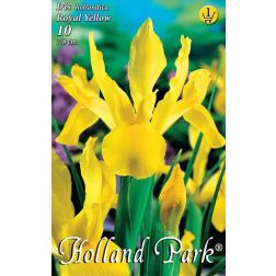 Iris hollandica royal yellow sárga írisz virághagyma 10 darab