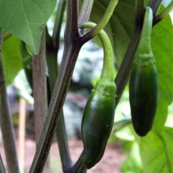 O&aacute;zis Jalapeno "La Bomba" paprika pal&aacute;nta 12 cm-es cser&eacute;pben