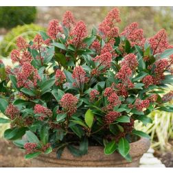 Skimmia japonica jap&aacute;n d&eacute;rbab&eacute;r 13 cm-es cser&eacute;pben