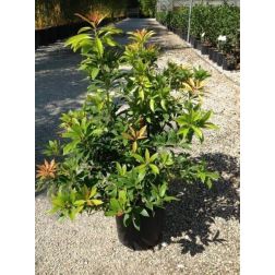 Japán babérhanga Pieris Floribunda Forest Flame CLT7